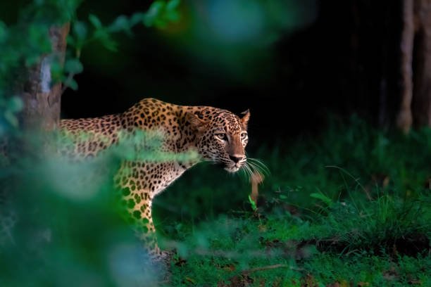 Forest Wildlife